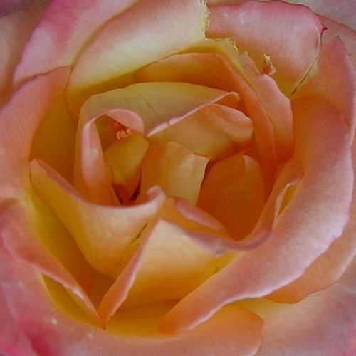 Rosa Emeraude d'Or - trandafir cu parfum intens - Trandafir copac cu trunchi înalt - cu flori teahibrid - galben - roz - Georges Delbard - coroană dreaptă - ,-